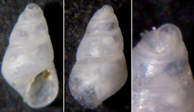 Conferma odostomia plicata